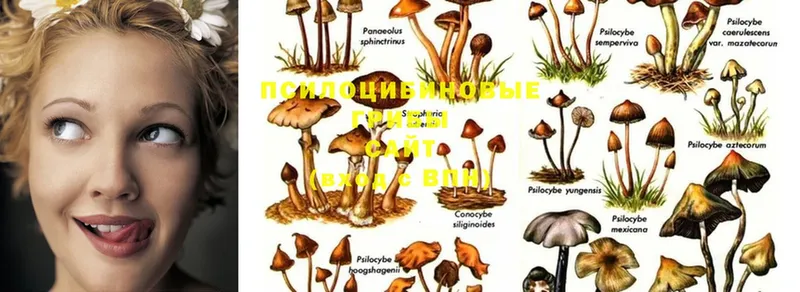 omg онион  Полесск  Псилоцибиновые грибы Cubensis 